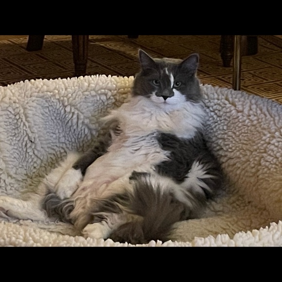 Meet your Posher, Cameron - Picture 1 of 1